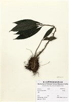 藏品(烏來麻)的圖片